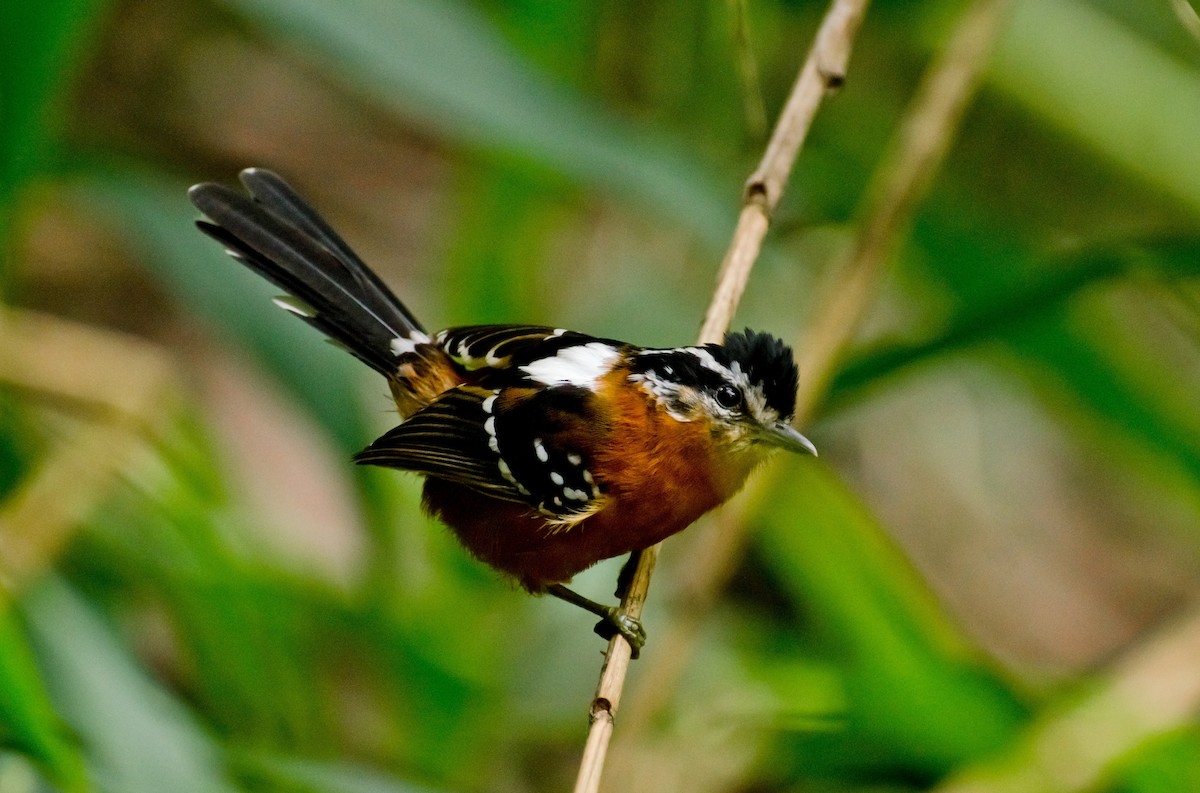 Ferruginous Antbird - ML365808621