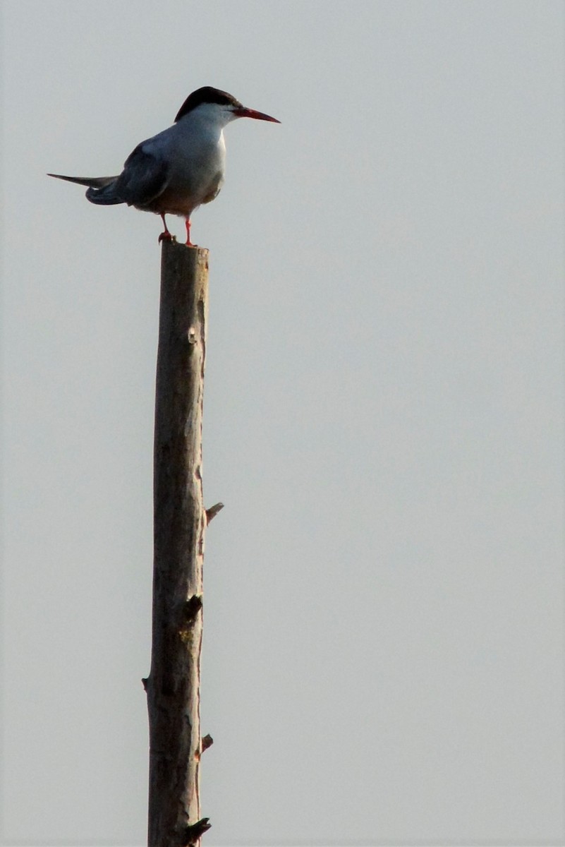 Common Tern - ML365809651