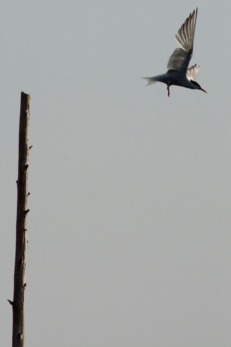 Common Tern - ML365809691