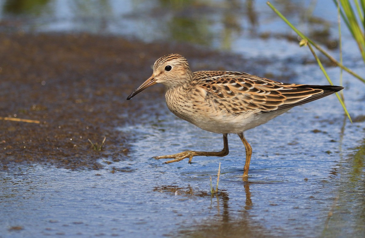 Pectoral Sandpiper - Diane St-Jacques