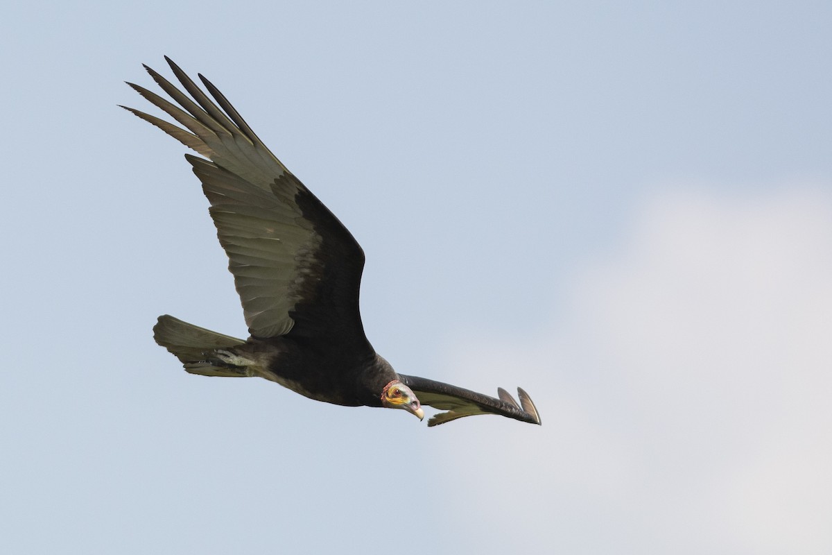 Lesser Yellow-headed Vulture - ML365814141