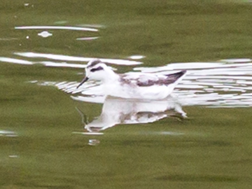 svømmesnipe - ML36581421