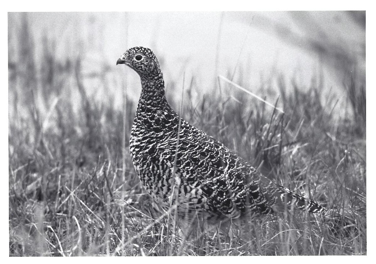Rock Ptarmigan - Bob Curry