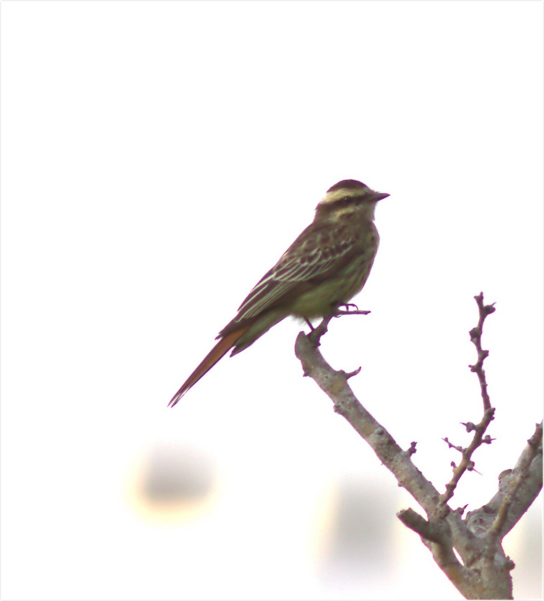Variegated Flycatcher - ML36581611