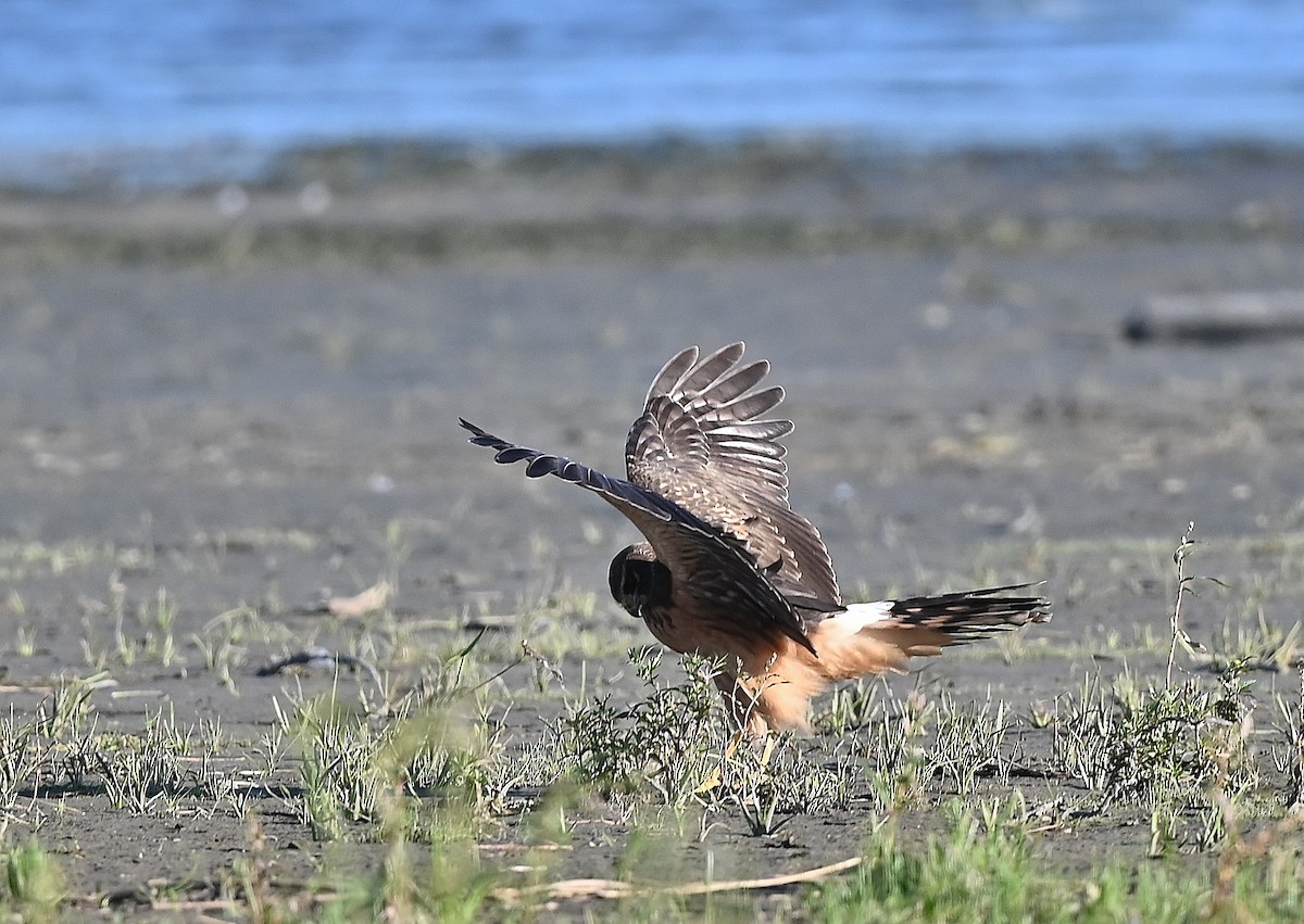 Northern Harrier - André Lanouette