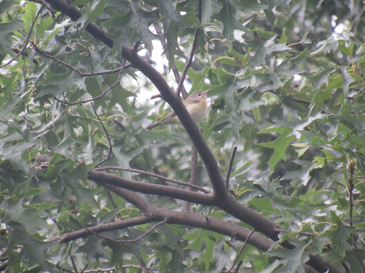 Warbling Vireo (Eastern) - ML365816831