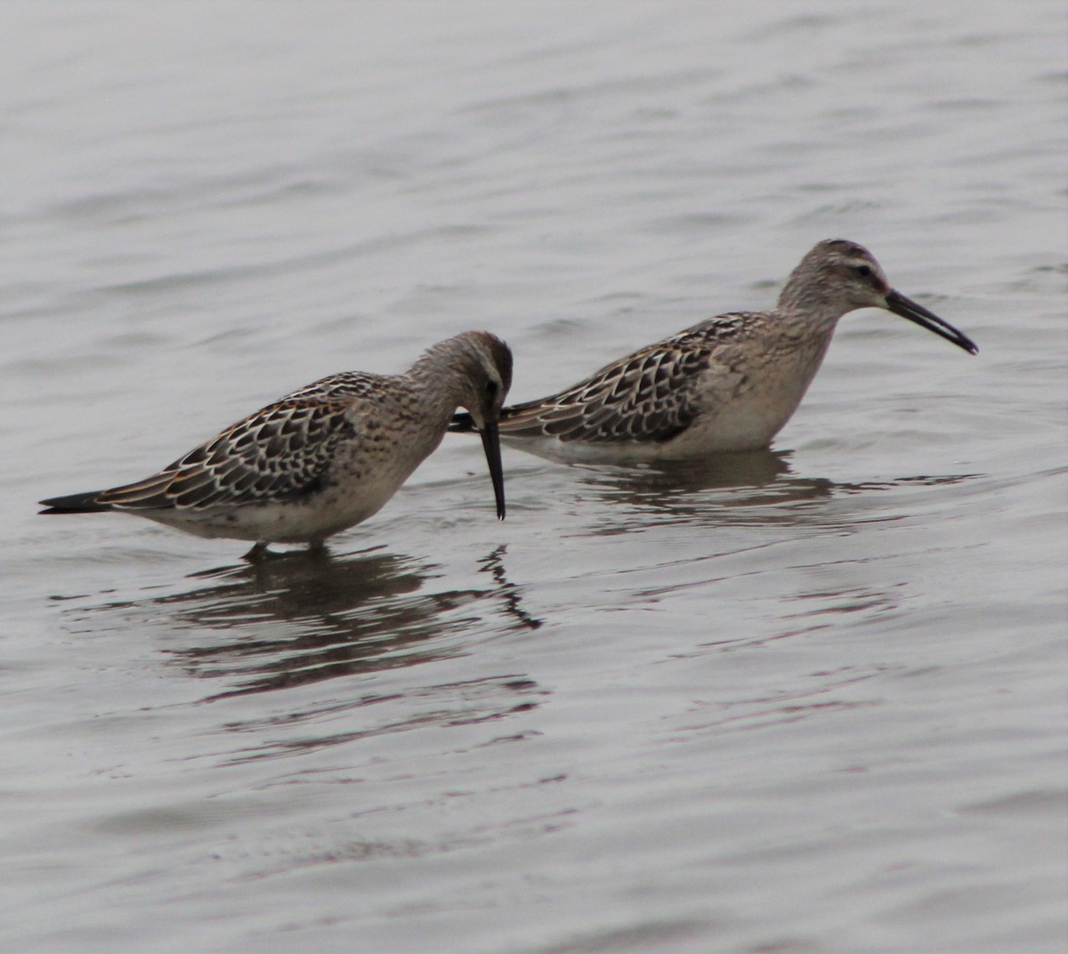 Stilt Sandpiper - ML365818021