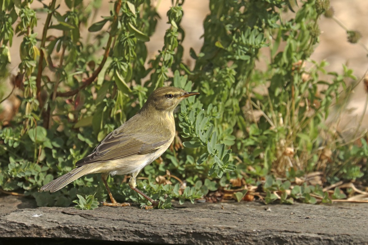 Willow Warbler - ML365819331