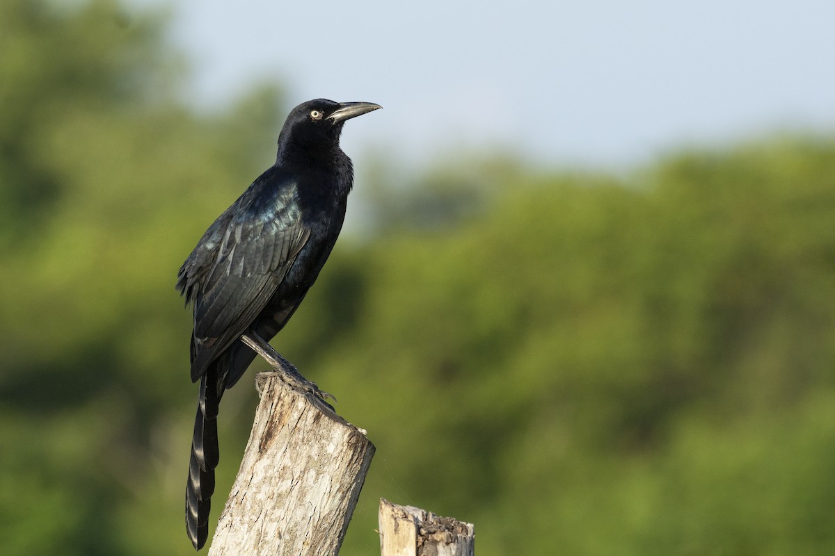 Great-tailed Grackle - ML365820571