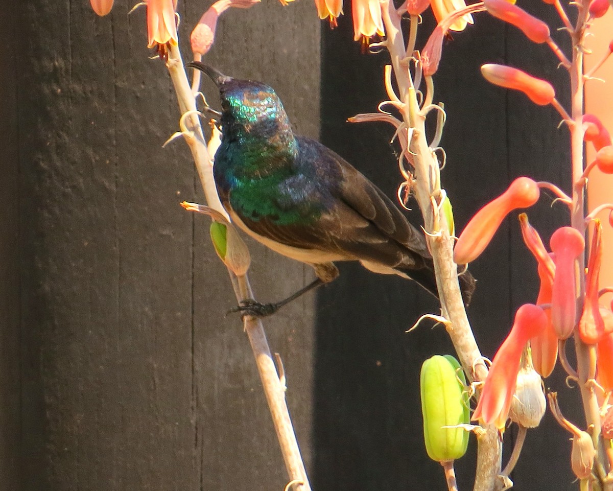 Southern Double-collared Sunbird - ML365820641