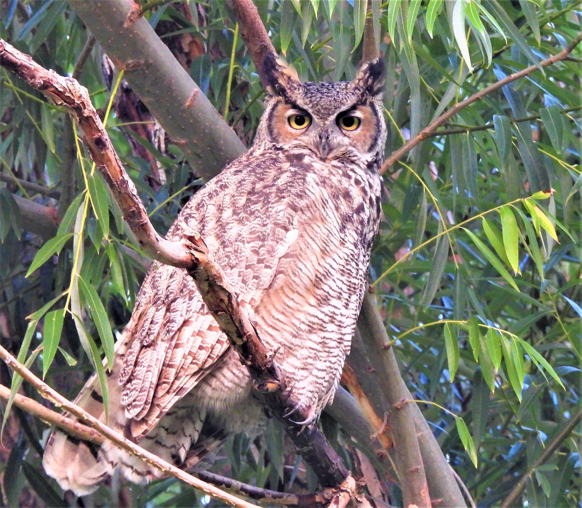 Great Horned Owl - ML365821161