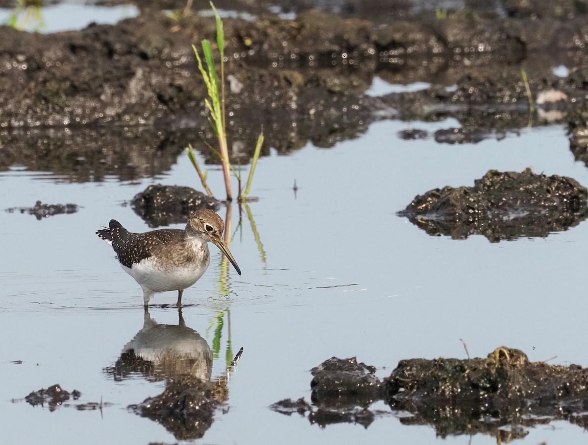 Solitary Sandpiper - ML365821501
