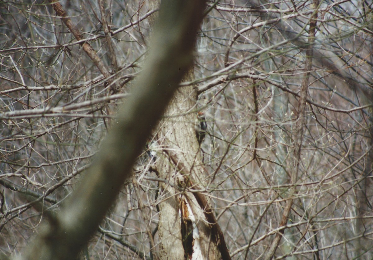 Yellow-bellied Sapsucker - ML36582251