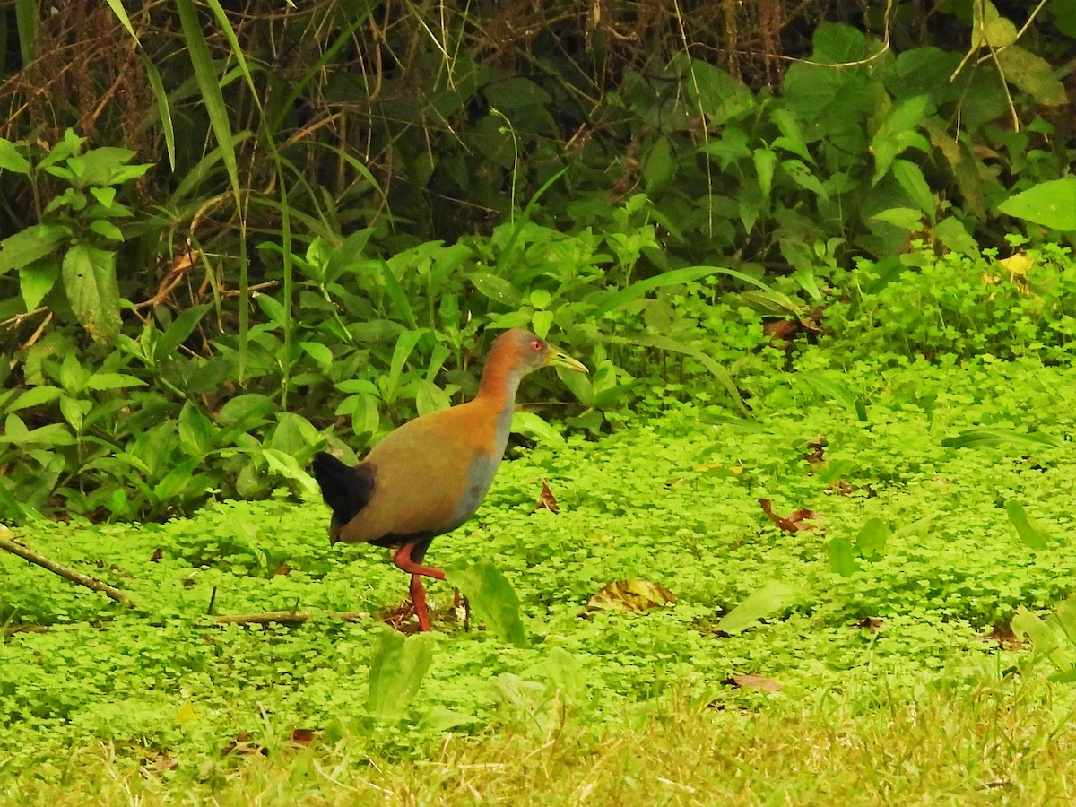 Slaty-breasted Wood-Rail - ML365823251