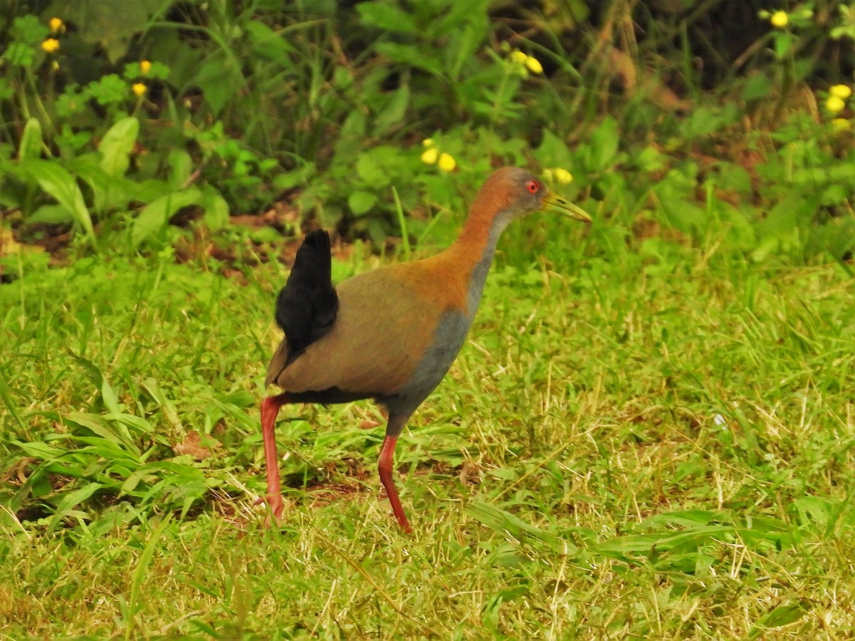 Slaty-breasted Wood-Rail - Horacio García