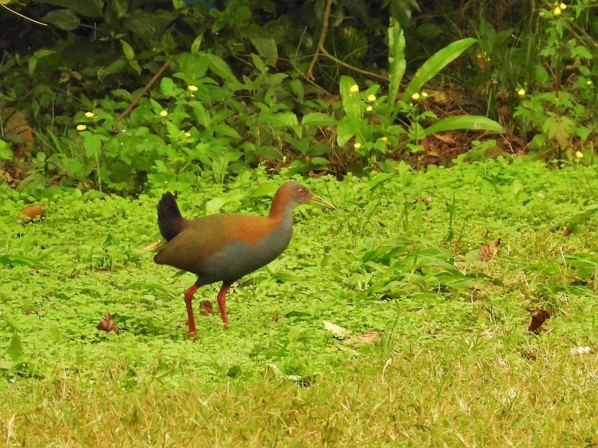 Slaty-breasted Wood-Rail - Horacio García