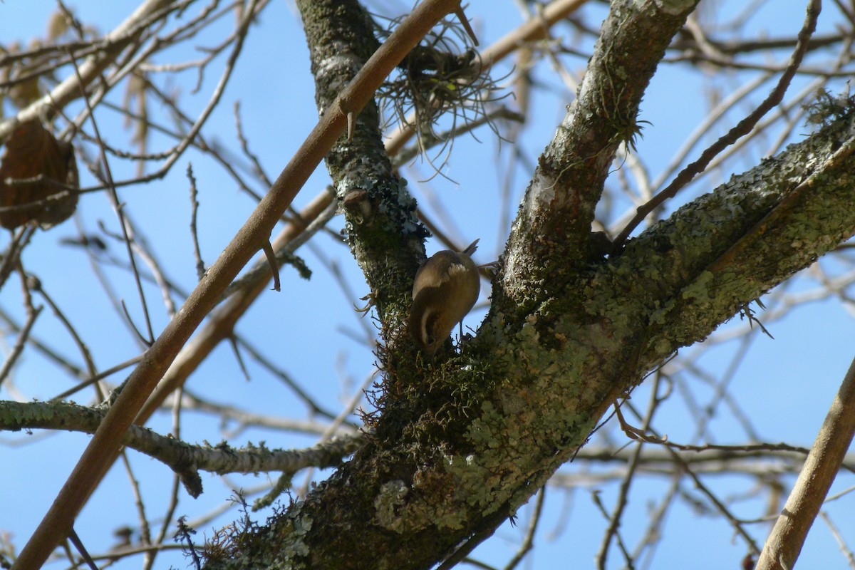 Troglodyte montagnard - ML365823931