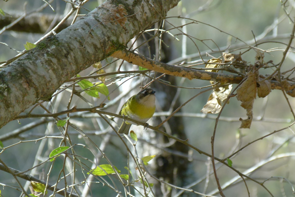 Common Chlorospingus - Andrea Salas