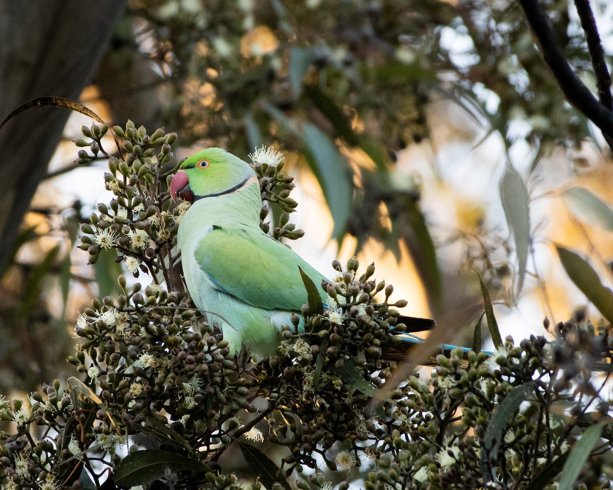 Rose-ringed Parakeet - ML365824721