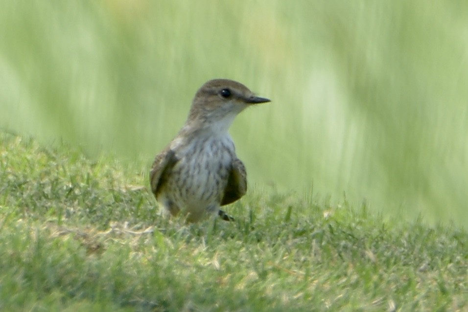 Vermilion Flycatcher - ML365825891