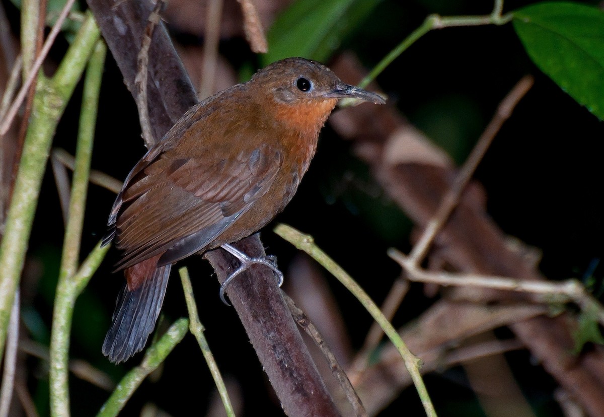 South American Leaftosser - ML365827021