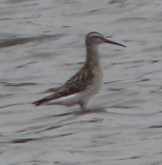 Stilt Sandpiper - ML365828011