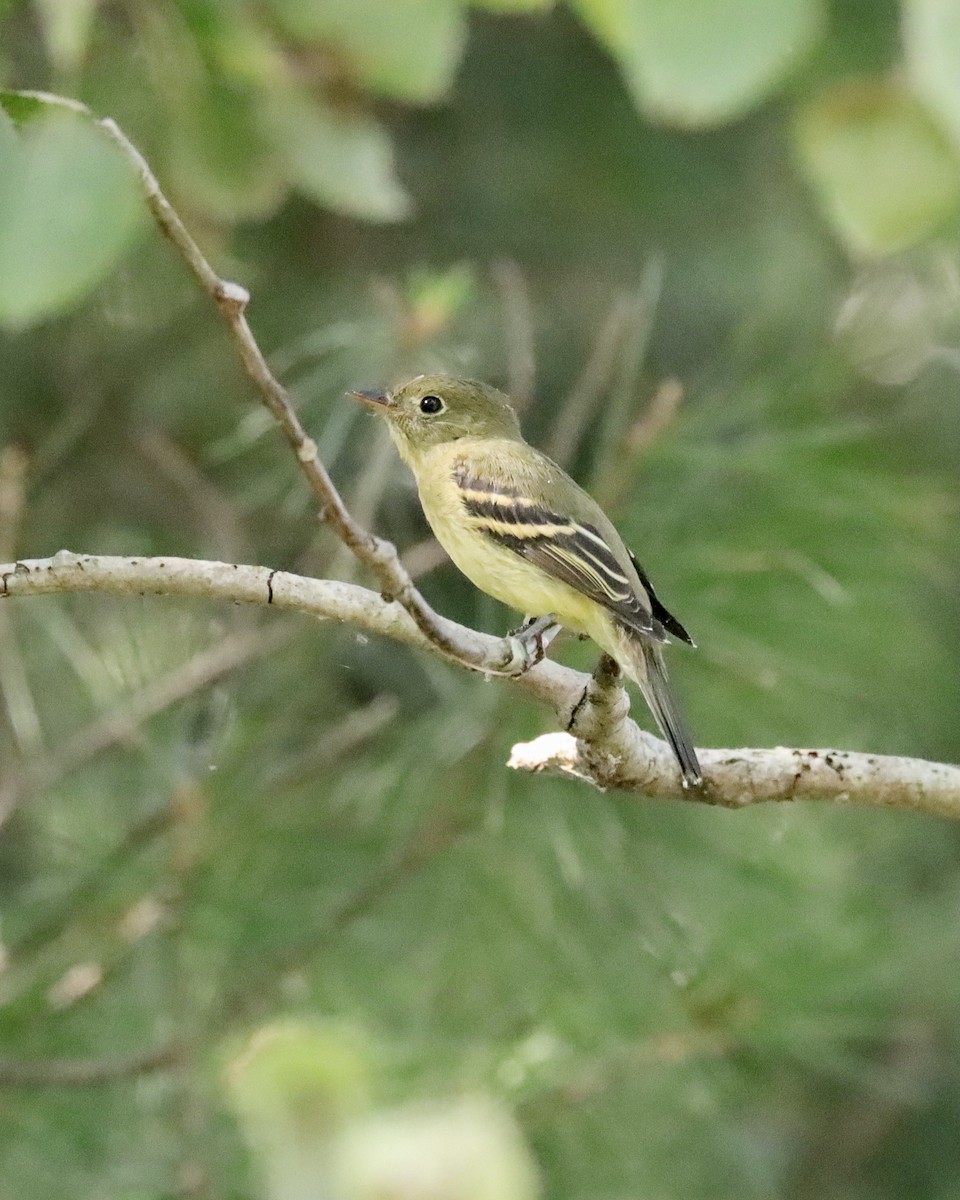 Yellow-bellied Flycatcher - Sue Kurtz