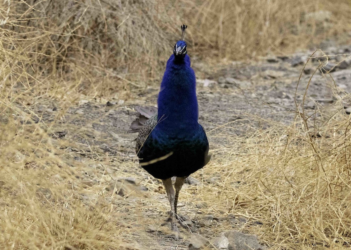 Indian Peafowl (Domestic type) - ML365830101