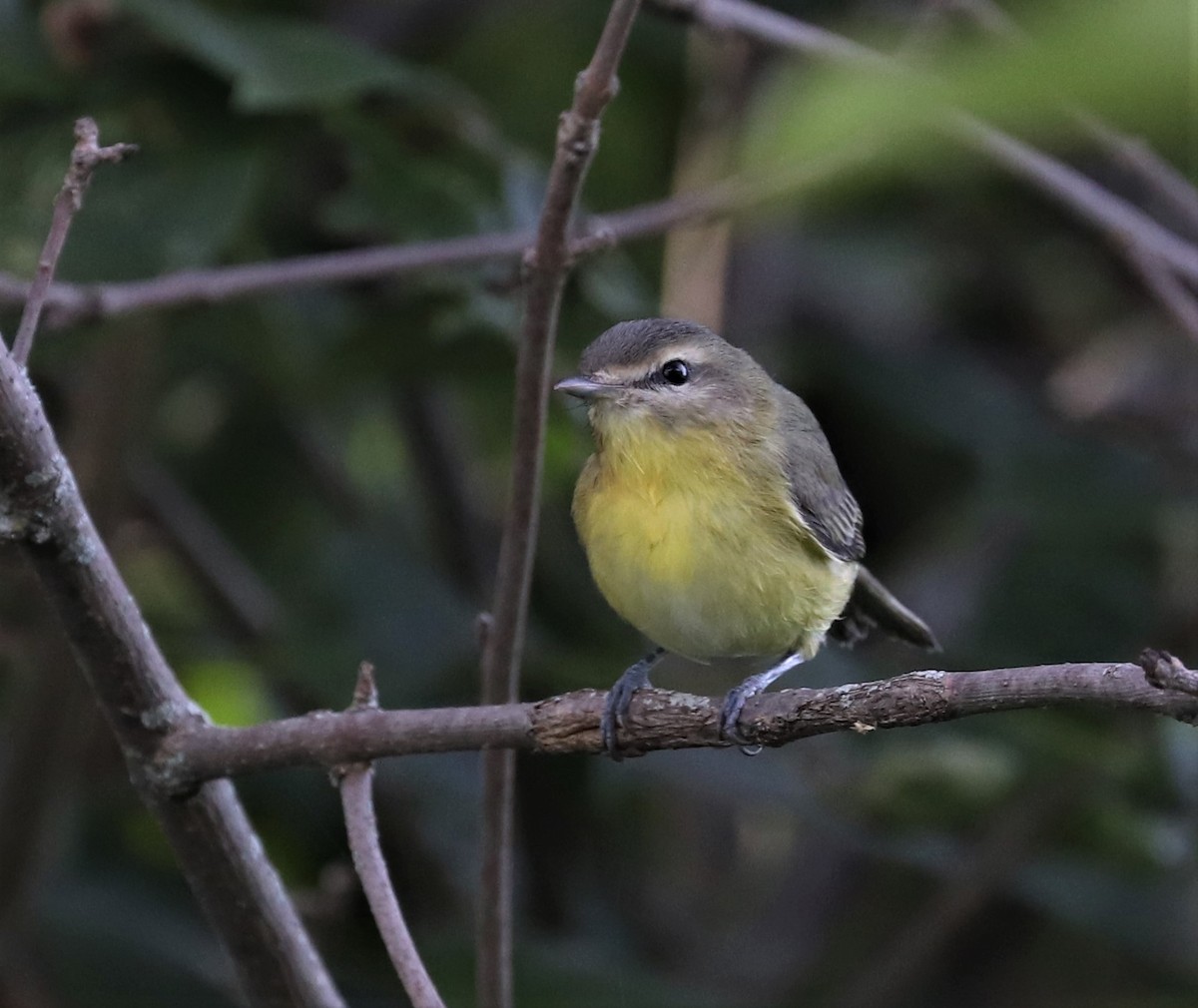 Philadelphia Vireo - ML365833731