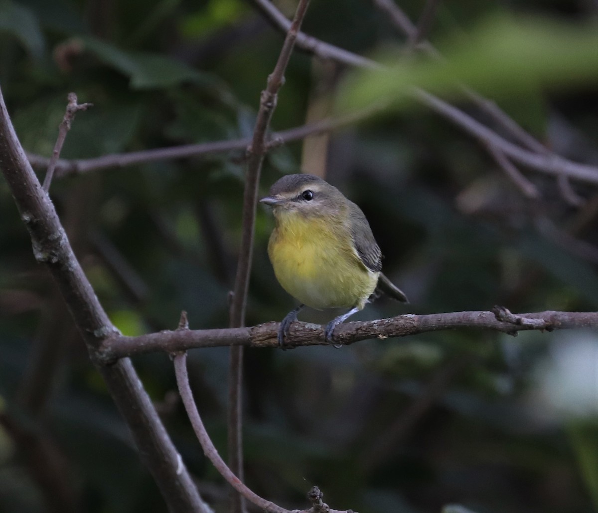 Philadelphia Vireo - ML365833741