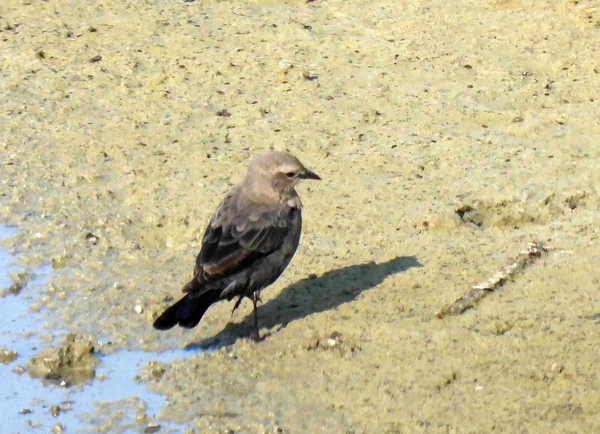 Brewer's Blackbird - Charles Hundertmark