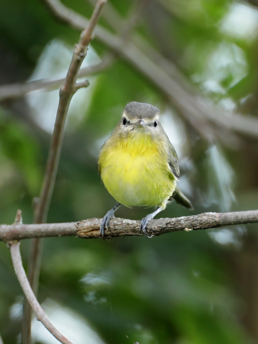 Philadelphia Vireo - ML365839621