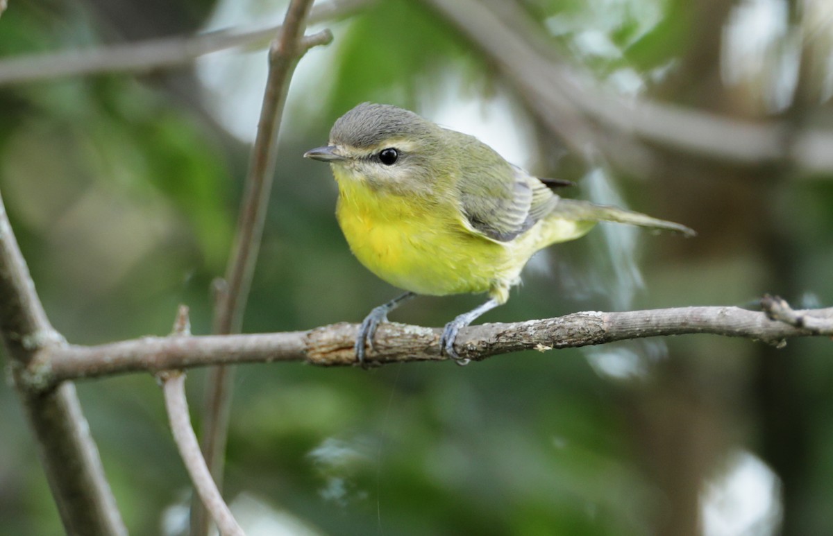 Philadelphia Vireo - ML365839631