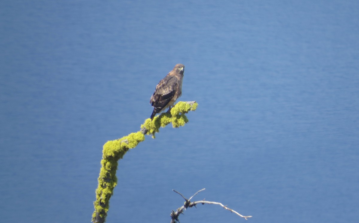 Red-tailed Hawk - ML365841011