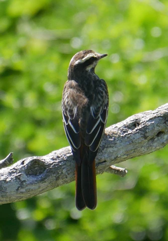 Variegated Flycatcher - ML36584171
