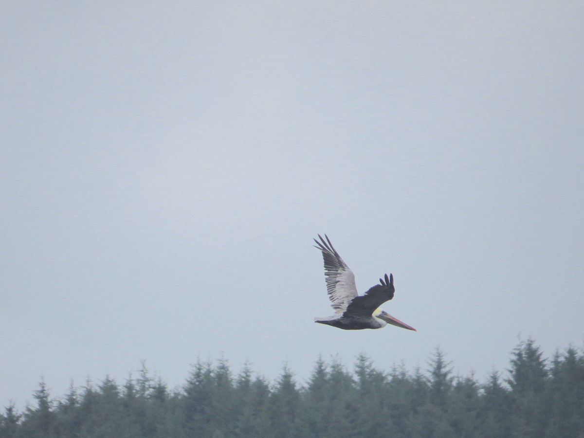 Brown Pelican - ML365842151