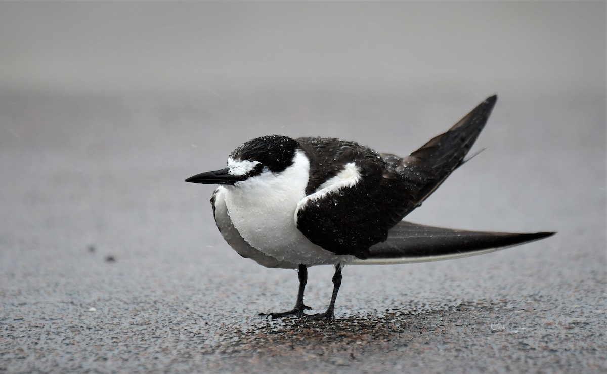 Sooty Tern - ML365843241