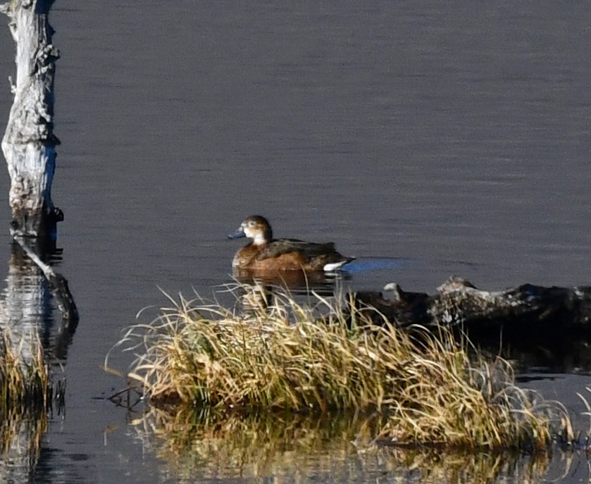 Rosy-billed Pochard - ML365843751