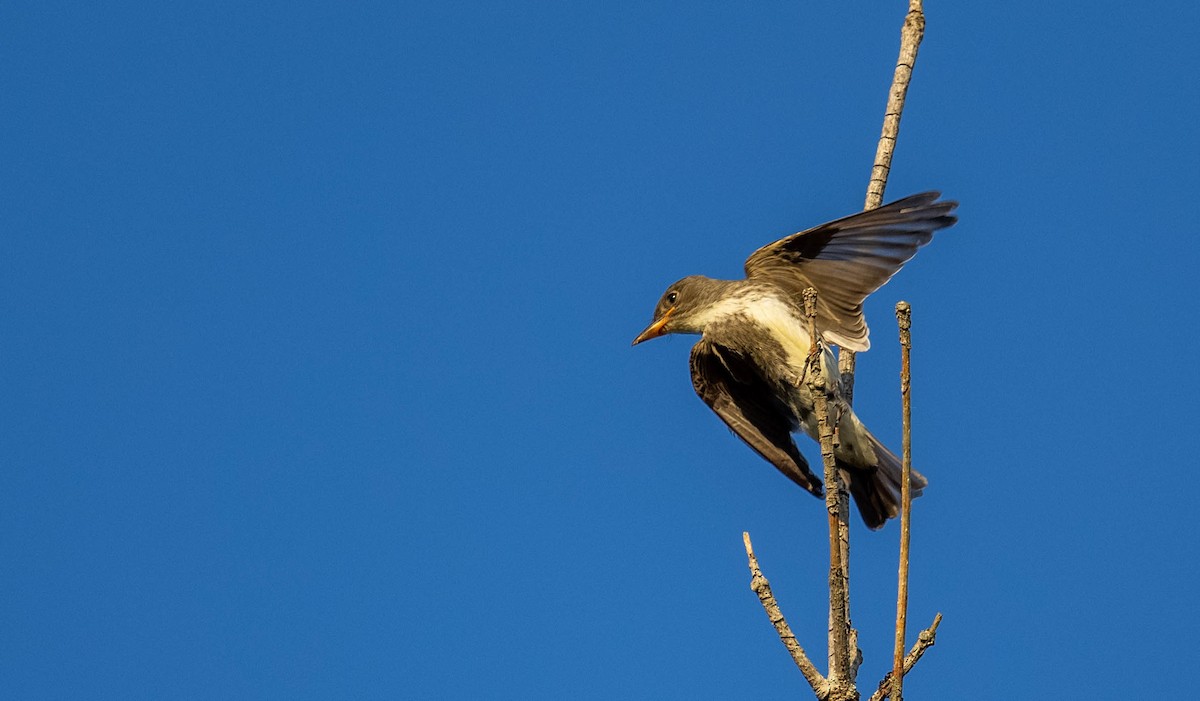 Olive-sided Flycatcher - ML365845841