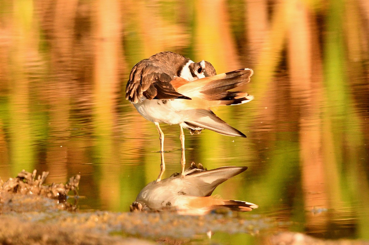 Killdeer - ML365849421