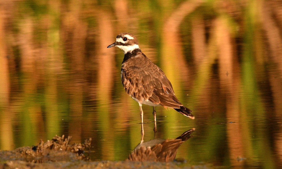 Killdeer - ML365849451