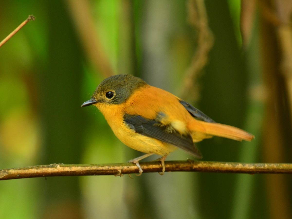 Black-and-orange Flycatcher - Renuka Vijayaraghavan