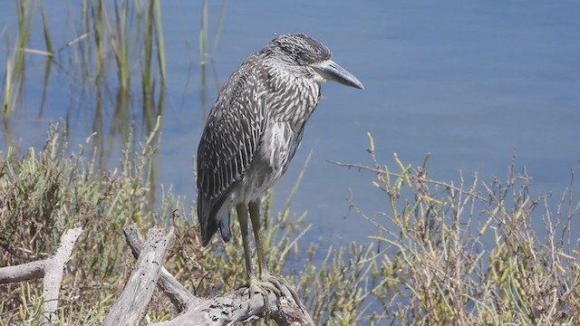 Yellow-crowned Night Heron - ML365852961