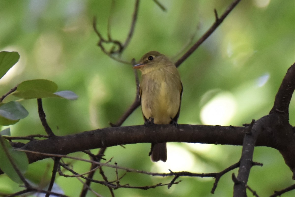 Yellow-bellied Flycatcher - irina shulgina