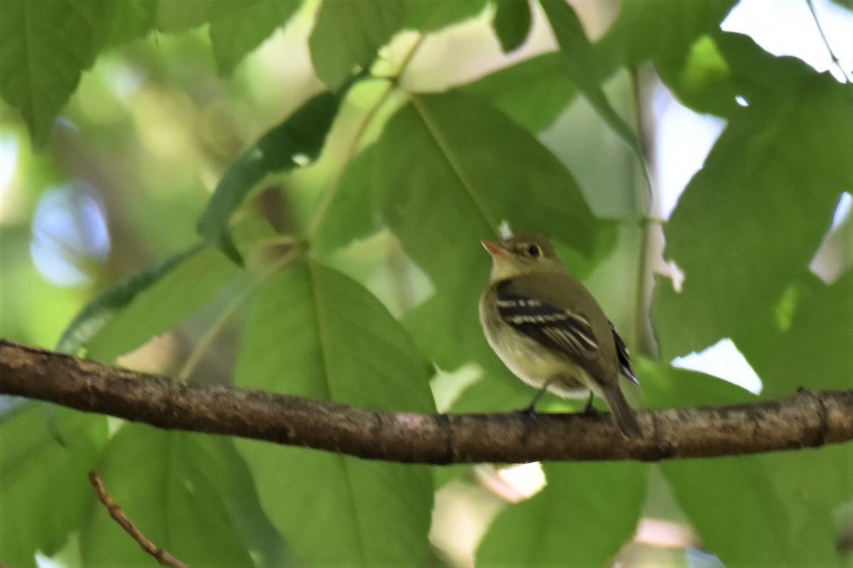 Yellow-bellied Flycatcher - irina shulgina