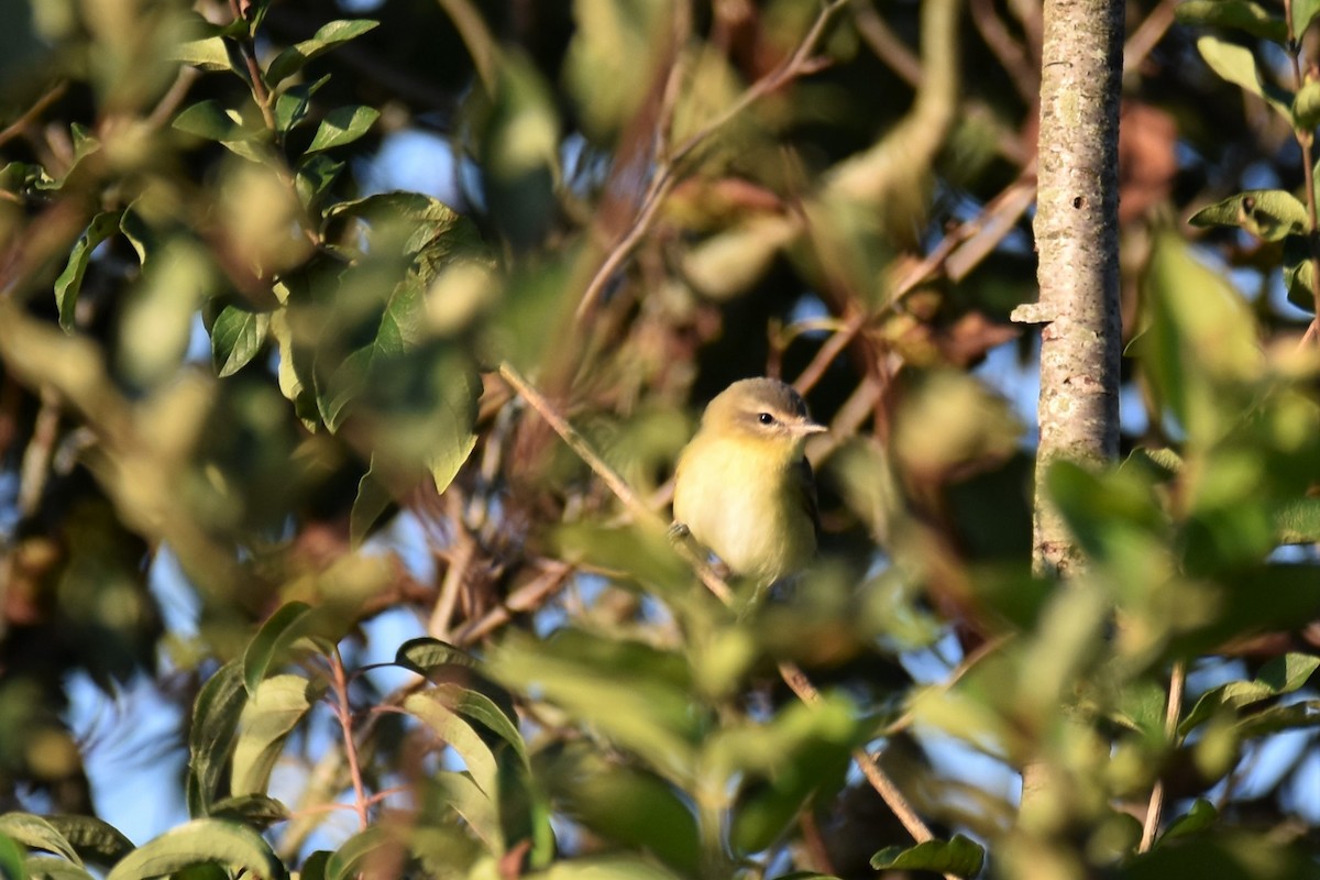 セアカモズモドキ - ML365853921