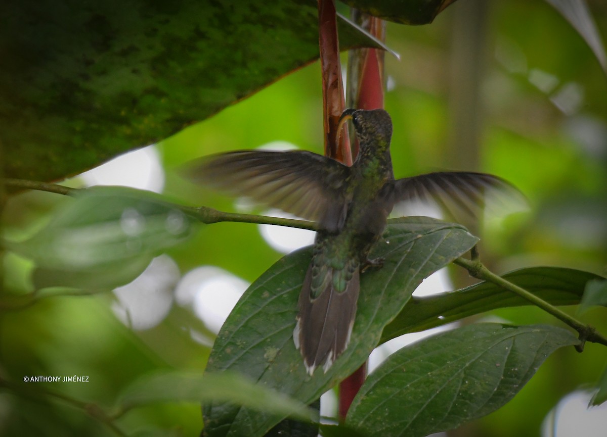 kolibřík orlozobec - ML365855151