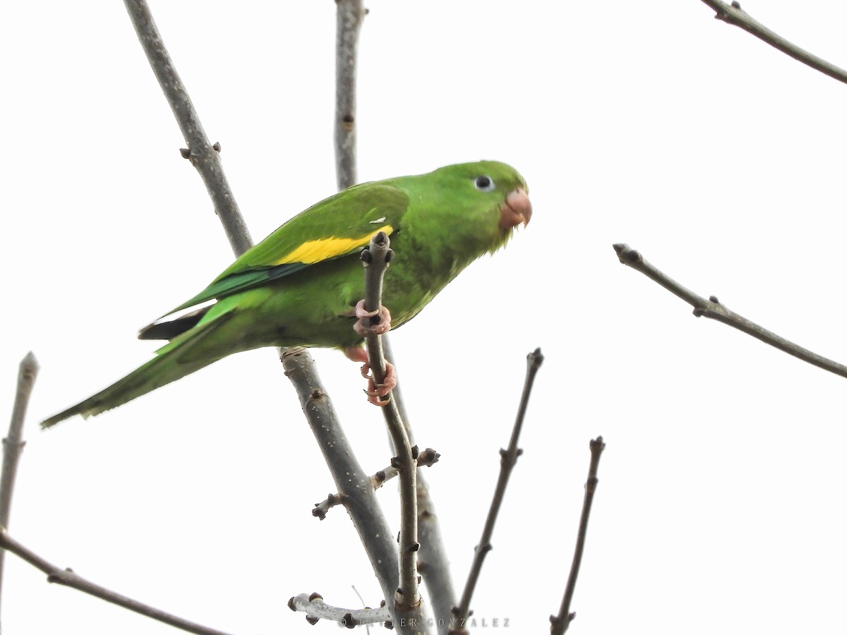 Yellow-chevroned Parakeet - ML365856151