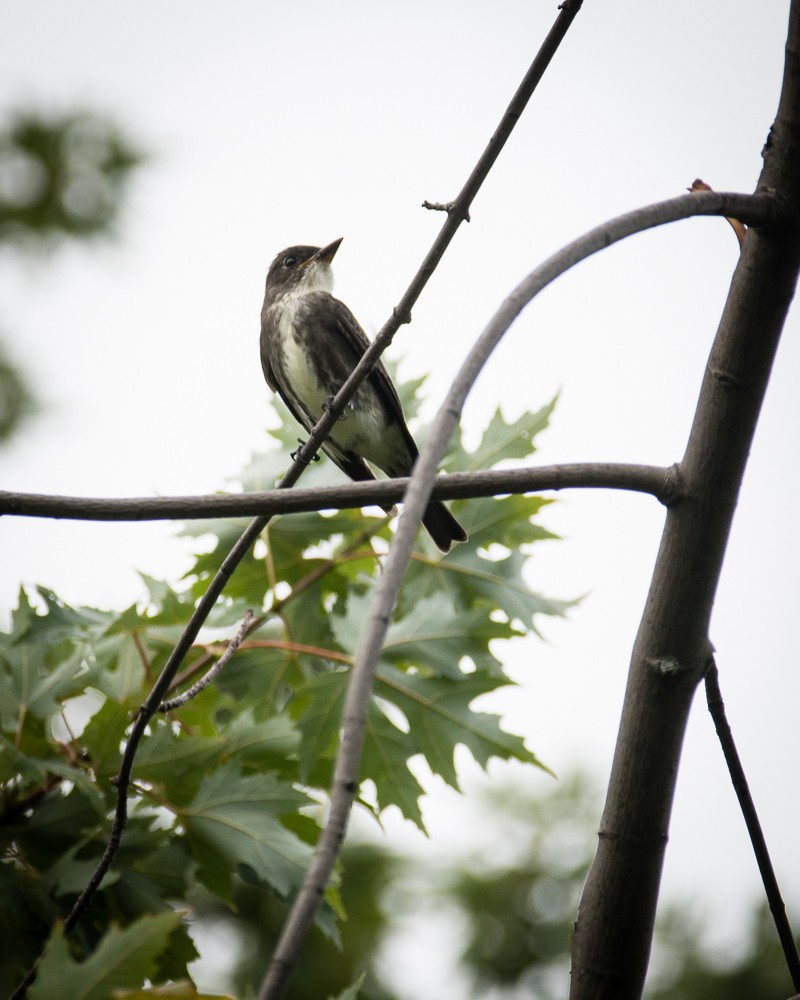 Olive-sided Flycatcher - Z A Lloyd