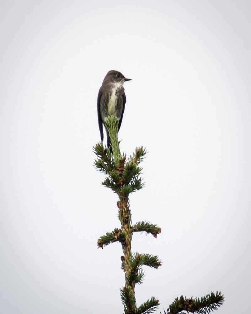 Olive-sided Flycatcher - Z A Lloyd